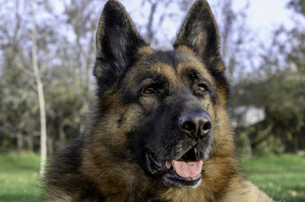 这是一只德国牧羊犬的头部特写，米色和黑色，竖起耳朵，躺着，头转向照片的右边，专注地看着远处。背景中模糊的树木和草地图片下载