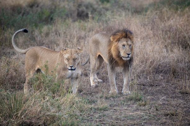 在坦桑尼亚的塞伦盖蒂平原，一对狮子在一起图片下载