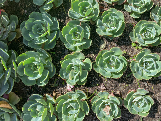 多肉的花石玫瑰种植在花园里图片下载
