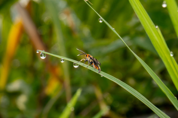 黄蜂的蝴蝶图片下载