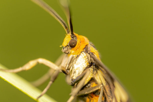 黄蜂的蝴蝶图片下载