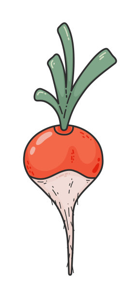 新鲜萝卜手绘插图，纹理。图片下载