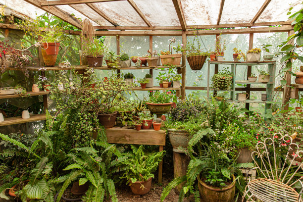 复古的温室花园，金属椅子，花盆图片下载