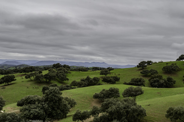 埃斯特雷马杜兰牧场的照片，在那里可以看到乌云密布的灰色天空，绿色的山丘，树木，holm oaks，散落的绿色。在空地上，可以看到成群结队的雌鹿和雄鹿在山上奔跑图片下载