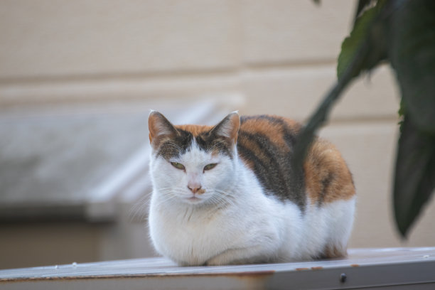 一脸困倦地坐着的流浪猫图片下载