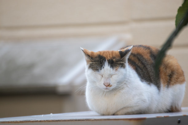 可爱的睡脸的印花布流浪猫图片下载