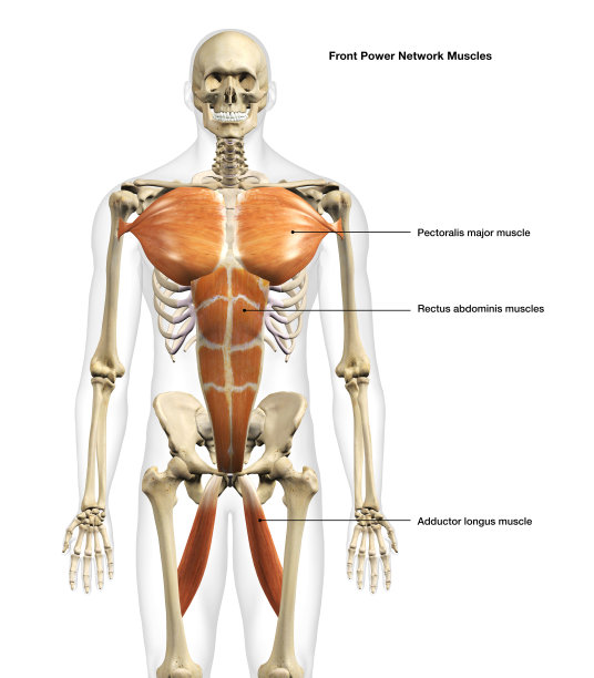 男性权力网络肌肉前视图孤立在白色背景图片下载