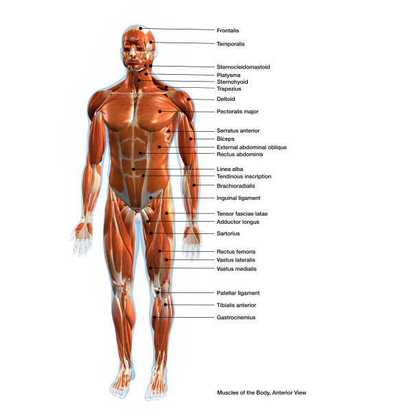 男性全身肌肉图与文字标签，正面视图图片下载