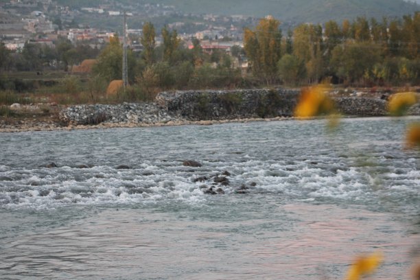 黄叶随树开花，黄叶在冬季图片下载
