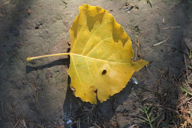 黄叶随树开花，黄叶在冬季图片下载