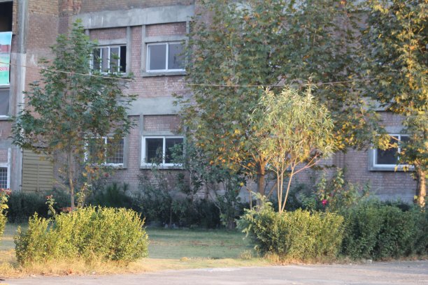 黄叶随树开花，黄叶在冬季图片下载