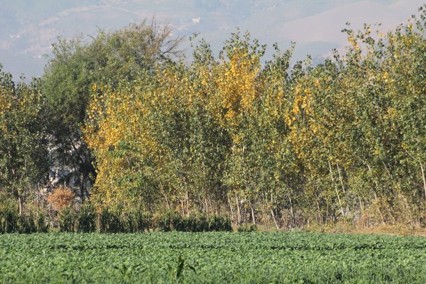 黄叶随树开花，黄叶在冬季图片下载