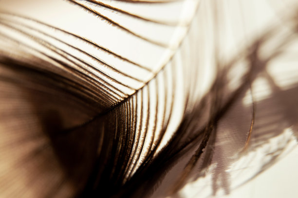 孔雀羽毛微距照片为背景，一根孔雀羽毛图片下载