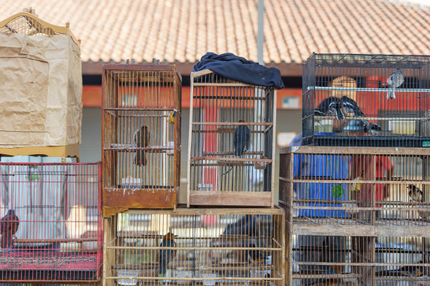 在印尼三宝垄的传统动物市场上出售的各种珍稀鸟类。图片下载