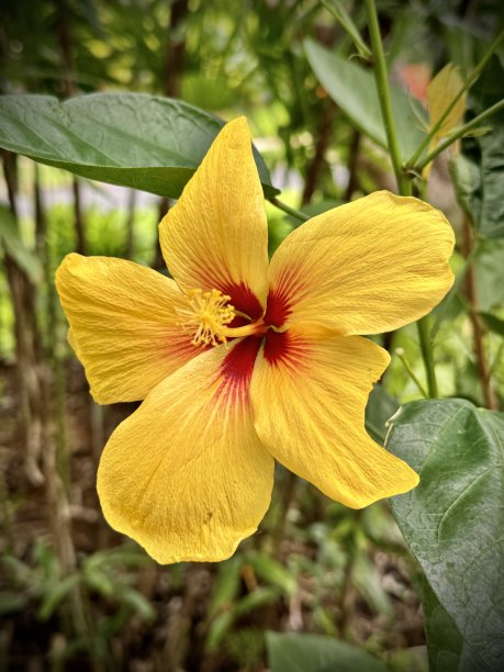 一种鲜艳的黄色夏威夷木槿花生长在毛伊岛。图片下载