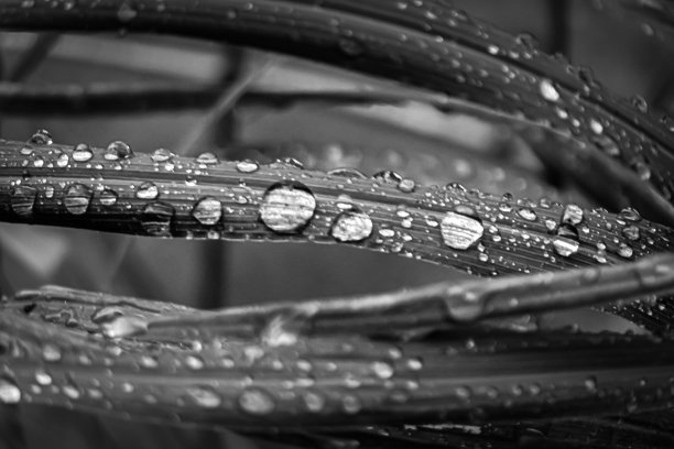 叶子表面被雨水淋湿，叶子上有水滴图片下载