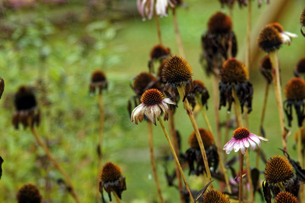 秋雨中花园里的花图片下载
