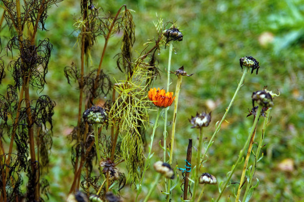 秋雨中花园里的花图片下载