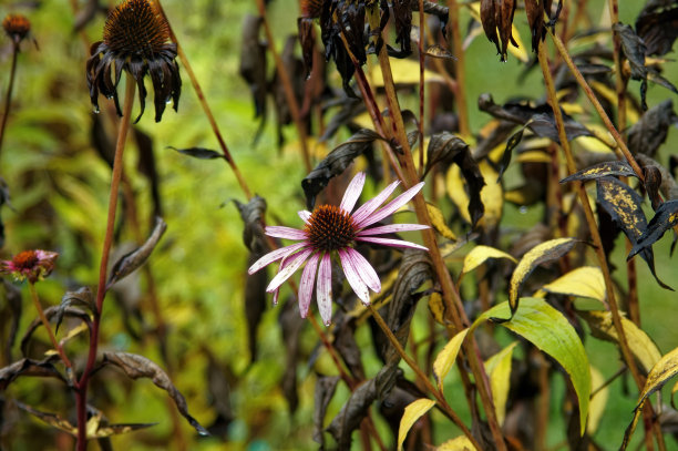 秋雨中花园里的花图片下载