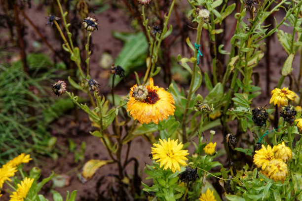 秋雨中花园里的花图片下载