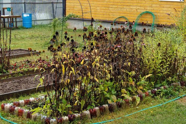 秋雨中花园里的花图片下载