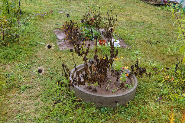 秋雨中花园里的花图片下载