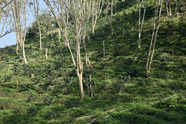 咖啡树在土昌农业农场的咖啡种植园里图片下载