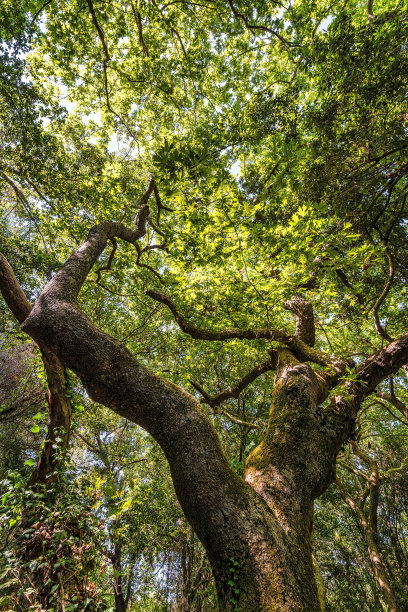绿色的概念。下面的照片是一棵大树的绿叶和阳光。图片下载