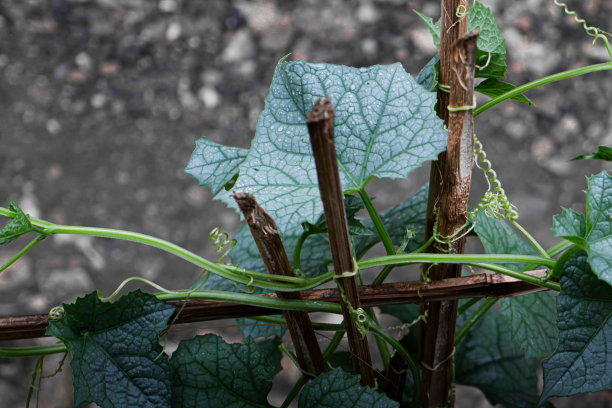 黄瓜植株图片下载