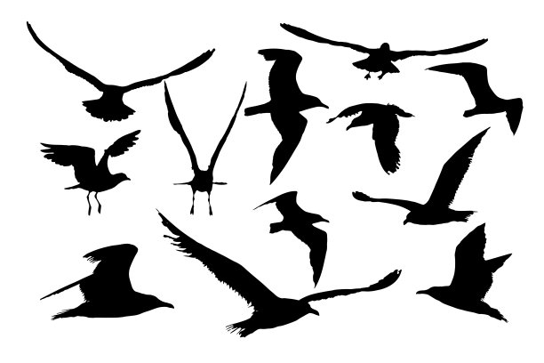 所有不同的海鸥飞行图像。矢量图像。白色背景。图片下载