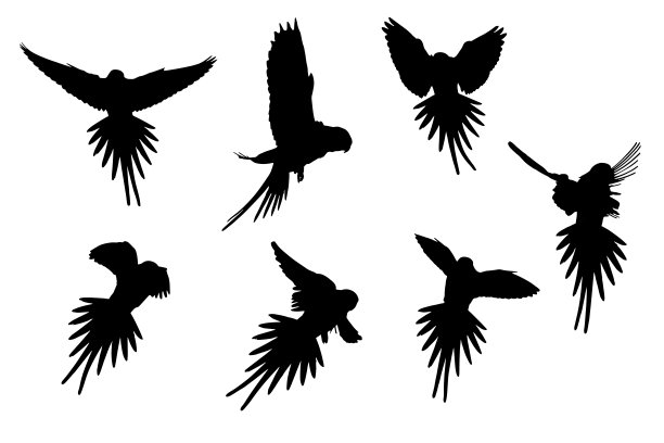鹦鹉飞行。矢量图像。白色背景。图片下载