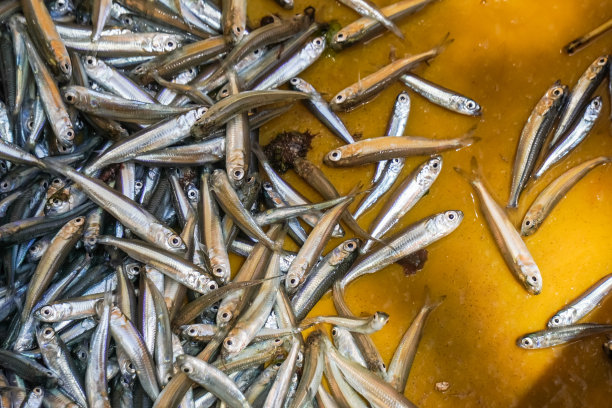 鲜黄箱凤尾鱼是渔民常用的“诱饵鱼”。一堆新鲜的生凤尾鱼，印尼语叫ikan teri。图片下载