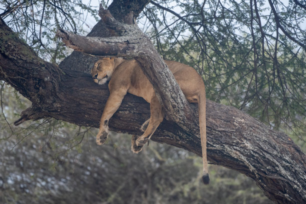 休息-在坦桑尼亚塔兰吉雷国家公园，一只母狮在一棵树上休息，背景是非洲风景图片下载