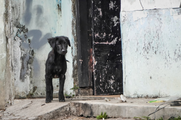可爱的纯黑色流浪狗的照片，在路边有明显的尖牙和舌头。黑色的小狗在白天站在屋外。图片下载