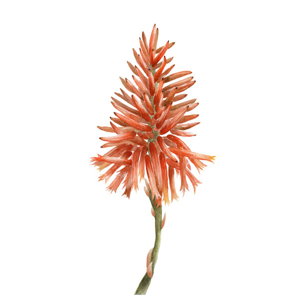 水彩画橙红色花芦荟分离在白色的背景。手绘。植物插图图片下载