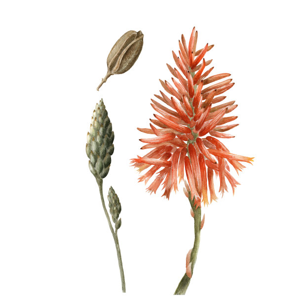 水彩画集芦荟红色的花，种子，芽孤立在白色的背景。植物手绘，逼真的素描卡片，包装，设计，产品广告，传单，印刷，壁纸，织物图片下载