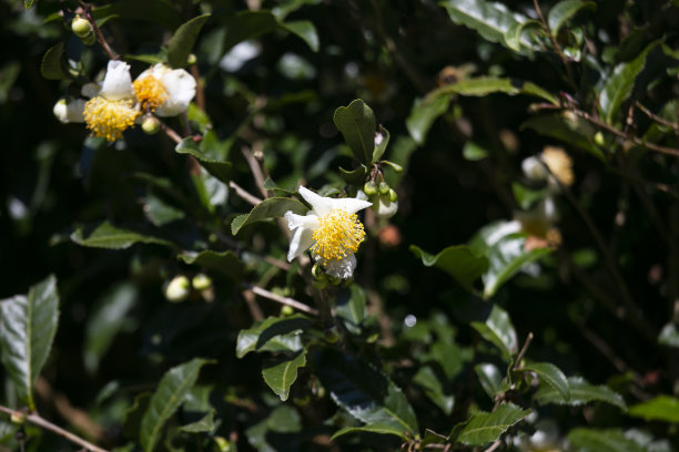 日本和歌山的有机绿茶种植园。图片下载