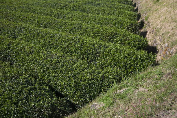 日本和歌山的有机绿茶种植园。图片下载