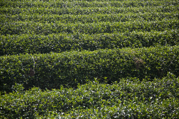 日本和歌山的有机绿茶种植园。图片下载