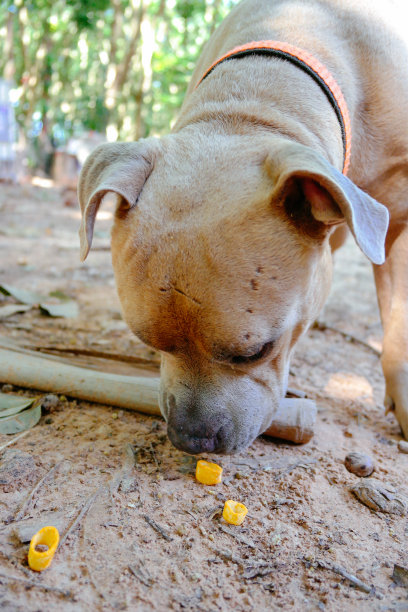 愤怒的斗牛犬图片下载