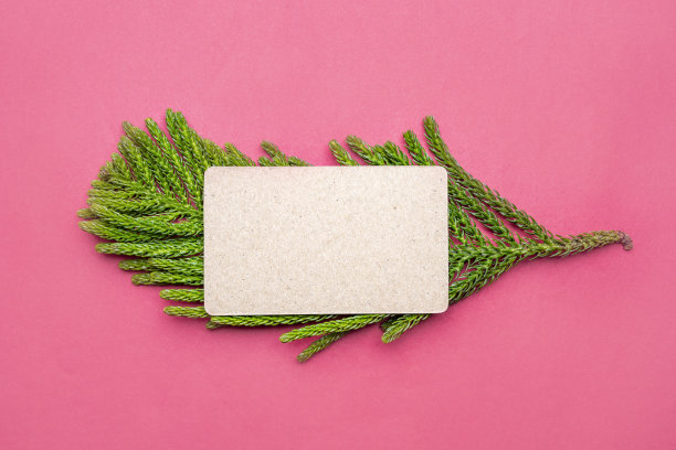 青杉树云杉枝，空名片图片下载