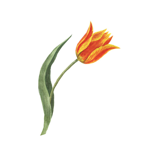 黄色郁金香水彩插图孤立在一个白色的背景图片下载