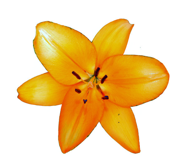 橙色百合微距白色背景图片下载