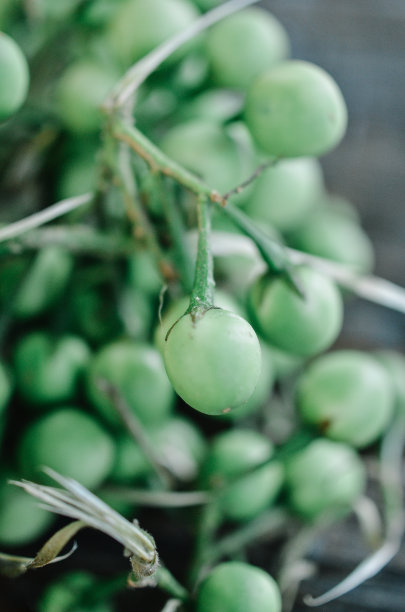 豌豆茄子图片下载