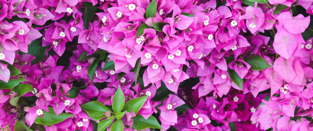 花园中种植的鲜艳紫色九重葛。花卉背景。柔焦。全景照片图片下载