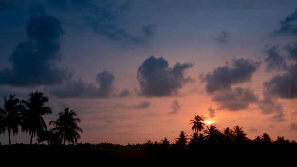 棕榈树的剪影图片下载