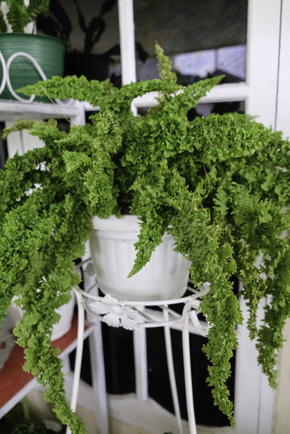 毛茸茸的荷叶蕨或肾蕨植物特写照片。图片下载