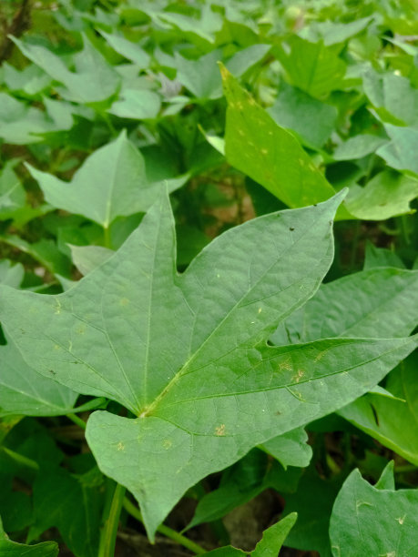 自然背景的甘薯叶。有选择性的重点。高质量照片图片下载