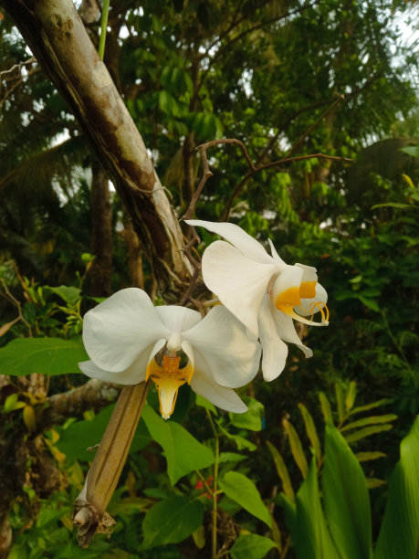 兰花花与自然背景。以人像模式拍摄。有选择性的重点。高质量照片图片下载