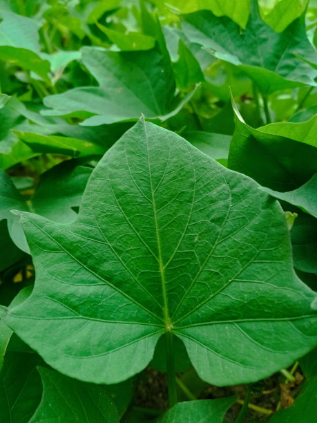 甘薯叶。自然背景。有选择性的重点。高质量照片图片下载